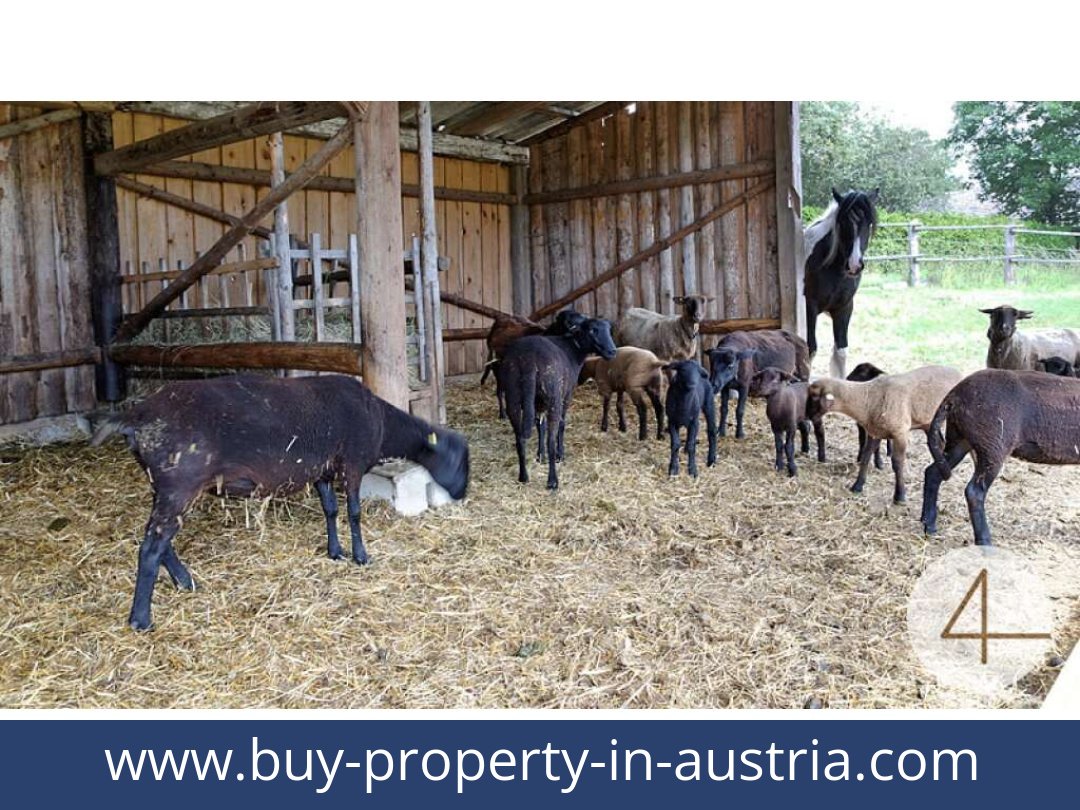 buy-property-in-austria-lichtenberg-3841-20250912041723-0011701008.jpg