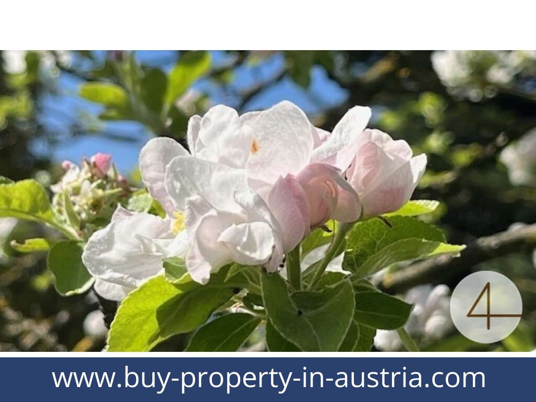 buy-property-in-austria-perwarth-3263-20250917051802-0028201005.jpg